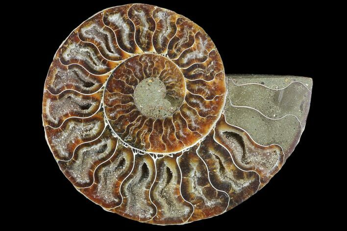 Agatized Ammonite Fossil (Half) - Crystal Chambers #103091